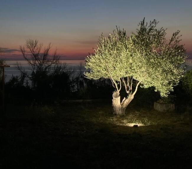 ULIVO-ILLUMINATO-parco